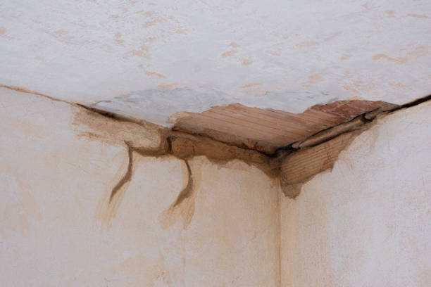 Best Flood damage cleanup  in Belterra, TX