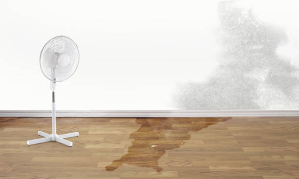 Best Water damage restoration near me  in Belterra, TX